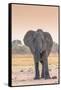 Botswana. Chobe National Park. Savuti. Harvey's Pan. Elephant at a Water Hole-Inger Hogstrom-Framed Stretched Canvas