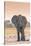 Botswana. Chobe National Park. Savuti. Harvey's Pan. Elephant at a Water Hole-Inger Hogstrom-Stretched Canvas