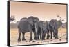 Botswana. Chobe National Park. Savuti. Harvey's Pan. Elephants Drinking at a Water Hole at Sunset-Inger Hogstrom-Framed Stretched Canvas