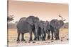 Botswana. Chobe National Park. Savuti. Harvey's Pan. Elephants Drinking at a Water Hole at Sunset-Inger Hogstrom-Stretched Canvas