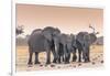 Botswana. Chobe National Park. Savuti. Harvey's Pan. Elephants Drinking at a Water Hole at Sunset-Inger Hogstrom-Framed Photographic Print