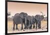 Botswana. Chobe National Park. Savuti. Harvey's Pan. Elephants Drinking at a Water Hole at Sunset-Inger Hogstrom-Framed Photographic Print