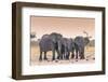 Botswana. Chobe National Park. Savuti. Harvey's Pan. Elephants Drinking at a Water Hole at Sunset-Inger Hogstrom-Framed Photographic Print