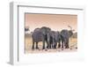 Botswana. Chobe National Park. Savuti. Harvey's Pan. Elephants Drinking at a Water Hole at Sunset-Inger Hogstrom-Framed Photographic Print