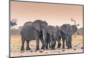Botswana. Chobe National Park. Savuti. Harvey's Pan. Elephants Drinking at a Water Hole at Sunset-Inger Hogstrom-Mounted Photographic Print