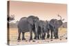 Botswana. Chobe National Park. Savuti. Harvey's Pan. Elephants Drinking at a Water Hole at Sunset-Inger Hogstrom-Stretched Canvas