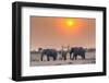 Botswana. Chobe National Park. Savuti. Harvey's Pan. Elephants Drinking at a Water Hole at Sunset-Inger Hogstrom-Framed Photographic Print