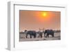 Botswana. Chobe National Park. Savuti. Harvey's Pan. Elephants Drinking at a Water Hole at Sunset-Inger Hogstrom-Framed Photographic Print