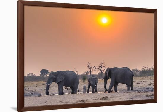 Botswana. Chobe National Park. Savuti. Harvey's Pan. Elephants Drinking at a Water Hole at Sunset-Inger Hogstrom-Framed Photographic Print