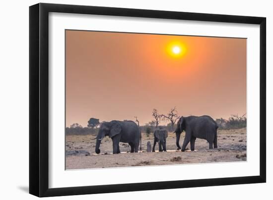 Botswana. Chobe National Park. Savuti. Harvey's Pan. Elephants Drinking at a Water Hole at Sunset-Inger Hogstrom-Framed Photographic Print