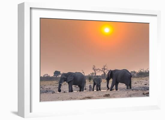 Botswana. Chobe National Park. Savuti. Harvey's Pan. Elephants Drinking at a Water Hole at Sunset-Inger Hogstrom-Framed Photographic Print