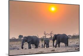 Botswana. Chobe National Park. Savuti. Harvey's Pan. Elephants Drinking at a Water Hole at Sunset-Inger Hogstrom-Mounted Photographic Print