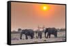 Botswana. Chobe National Park. Savuti. Harvey's Pan. Elephants Drinking at a Water Hole at Sunset-Inger Hogstrom-Framed Stretched Canvas