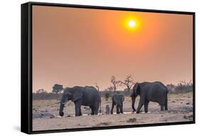 Botswana. Chobe National Park. Savuti. Harvey's Pan. Elephants Drinking at a Water Hole at Sunset-Inger Hogstrom-Framed Stretched Canvas