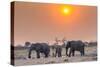 Botswana. Chobe National Park. Savuti. Harvey's Pan. Elephants Drinking at a Water Hole at Sunset-Inger Hogstrom-Stretched Canvas