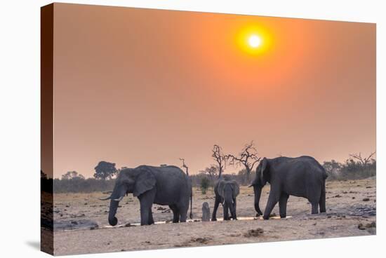 Botswana. Chobe National Park. Savuti. Harvey's Pan. Elephants Drinking at a Water Hole at Sunset-Inger Hogstrom-Stretched Canvas