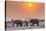 Botswana. Chobe National Park. Savuti. Harvey's Pan. Elephants Drinking at a Water Hole at Sunset-Inger Hogstrom-Stretched Canvas