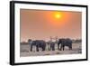 Botswana. Chobe National Park. Savuti. Harvey's Pan. Elephants Drinking at a Water Hole at Sunset-Inger Hogstrom-Framed Photographic Print