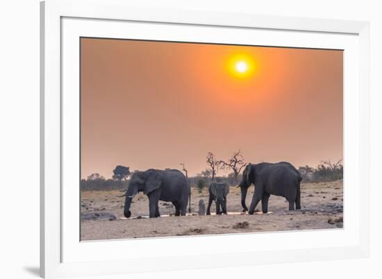 Botswana. Chobe National Park. Savuti. Harvey's Pan. Elephants Drinking at a Water Hole at Sunset-Inger Hogstrom-Framed Photographic Print