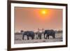 Botswana. Chobe National Park. Savuti. Harvey's Pan. Elephants Drinking at a Water Hole at Sunset-Inger Hogstrom-Framed Photographic Print