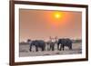 Botswana. Chobe National Park. Savuti. Harvey's Pan. Elephants Drinking at a Water Hole at Sunset-Inger Hogstrom-Framed Photographic Print