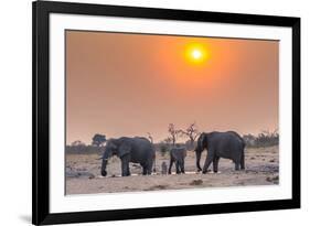 Botswana. Chobe National Park. Savuti. Harvey's Pan. Elephants Drinking at a Water Hole at Sunset-Inger Hogstrom-Framed Photographic Print