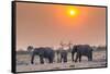 Botswana. Chobe National Park. Savuti. Harvey's Pan. Elephants Drinking at a Water Hole at Sunset-Inger Hogstrom-Framed Stretched Canvas