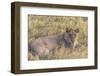 Botswana. Chobe National Park. Savuti. Juvenile Male Lion-Inger Hogstrom-Framed Photographic Print