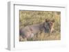 Botswana. Chobe National Park. Savuti. Juvenile Male Lion-Inger Hogstrom-Framed Photographic Print