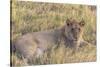 Botswana. Chobe National Park. Savuti. Juvenile Male Lion-Inger Hogstrom-Stretched Canvas