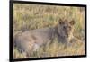 Botswana. Chobe National Park. Savuti. Juvenile Male Lion-Inger Hogstrom-Framed Photographic Print