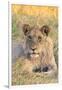 Botswana. Chobe National Park. Savuti. Juvenile Male Lion-Inger Hogstrom-Framed Photographic Print