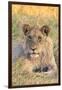 Botswana. Chobe National Park. Savuti. Juvenile Male Lion-Inger Hogstrom-Framed Photographic Print