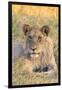 Botswana. Chobe National Park. Savuti. Juvenile Male Lion-Inger Hogstrom-Framed Photographic Print