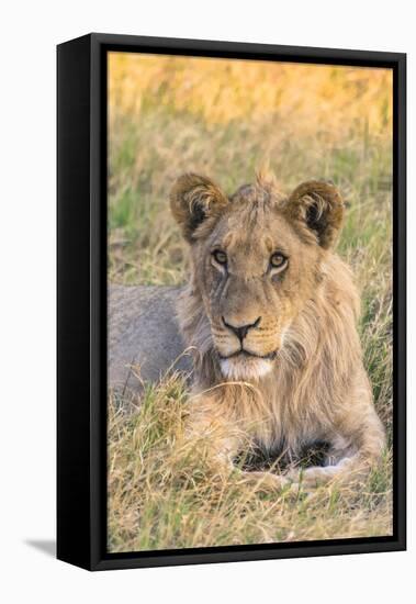 Botswana. Chobe National Park. Savuti. Juvenile Male Lion-Inger Hogstrom-Framed Stretched Canvas