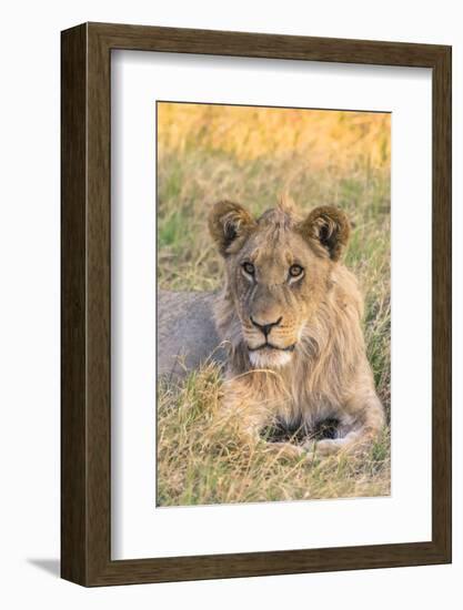 Botswana. Chobe National Park. Savuti. Juvenile Male Lion-Inger Hogstrom-Framed Photographic Print