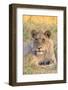 Botswana. Chobe National Park. Savuti. Juvenile Male Lion-Inger Hogstrom-Framed Photographic Print