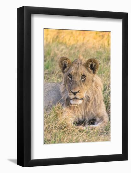 Botswana. Chobe National Park. Savuti. Juvenile Male Lion-Inger Hogstrom-Framed Photographic Print