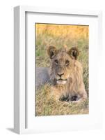 Botswana. Chobe National Park. Savuti. Juvenile Male Lion-Inger Hogstrom-Framed Photographic Print