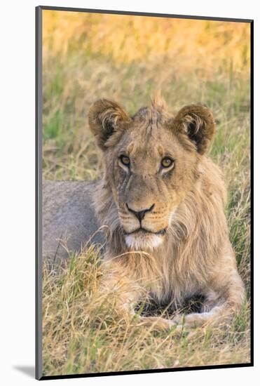 Botswana. Chobe National Park. Savuti. Juvenile Male Lion-Inger Hogstrom-Mounted Photographic Print