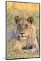Botswana. Chobe National Park. Savuti. Juvenile Male Lion-Inger Hogstrom-Mounted Photographic Print