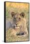 Botswana. Chobe National Park. Savuti. Juvenile Male Lion-Inger Hogstrom-Framed Stretched Canvas