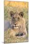 Botswana. Chobe National Park. Savuti. Juvenile Male Lion-Inger Hogstrom-Mounted Photographic Print