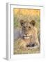 Botswana. Chobe National Park. Savuti. Juvenile Male Lion-Inger Hogstrom-Framed Photographic Print