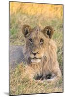 Botswana. Chobe National Park. Savuti. Juvenile Male Lion-Inger Hogstrom-Mounted Photographic Print