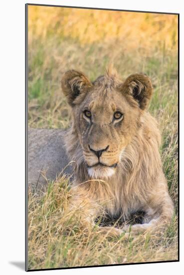 Botswana. Chobe National Park. Savuti. Juvenile Male Lion-Inger Hogstrom-Mounted Photographic Print