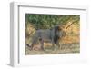Botswana. Chobe National Park. Savuti. Male Lion Walking-Inger Hogstrom-Framed Photographic Print