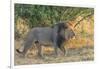 Botswana. Chobe National Park. Savuti. Male Lion Walking-Inger Hogstrom-Framed Photographic Print