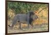 Botswana. Chobe National Park. Savuti. Male Lion Walking-Inger Hogstrom-Framed Photographic Print