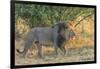 Botswana. Chobe National Park. Savuti. Male Lion Walking-Inger Hogstrom-Framed Photographic Print